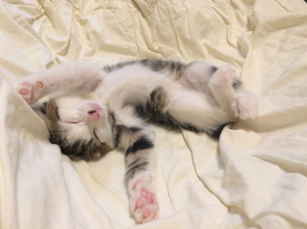 寝転んでリラックスしている、生後２ヶ月頃のキジトラ白の猫
