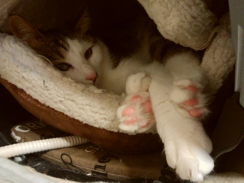 ニャンともマカロンの猫ベッドでくつろぐキジトラ白の猫