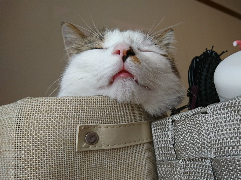 麻のかごでくつろぐキジトラ白の猫