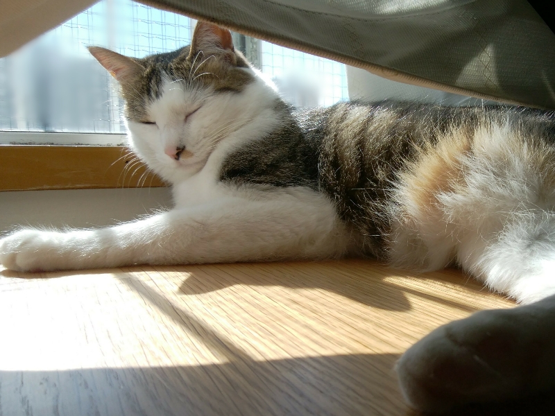 窓辺でくつろぐキジトラ白の猫ういちゃん