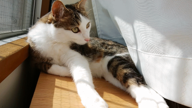 日向ぼっこしながら毛づくろいするキジトラ白の猫・ういちゃん
