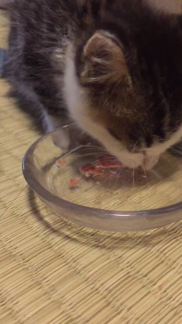 ウェットキャットフードを食べるキジトラ白の子猫