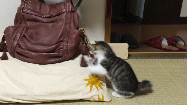 バックのフリンジで遊ぶキジトラ白の猫