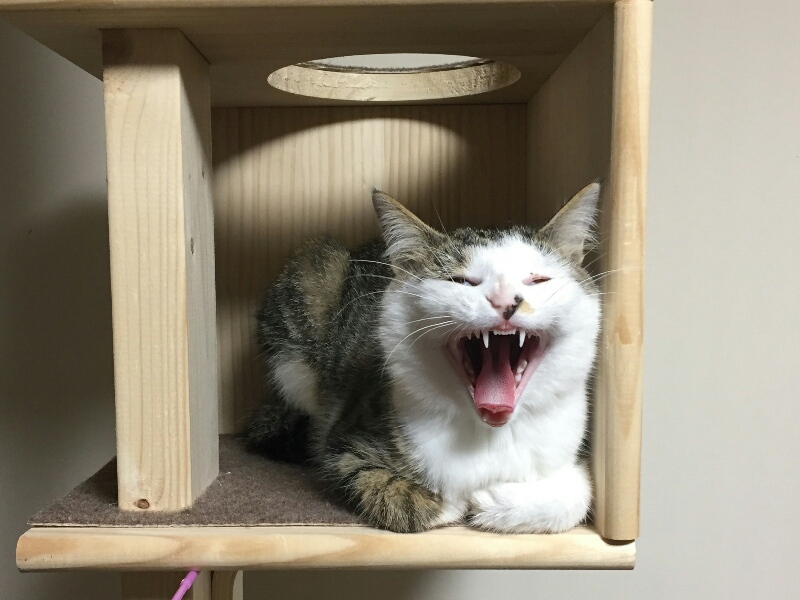 キャットタワーでくつろいであくびをするキジトラ白の猫