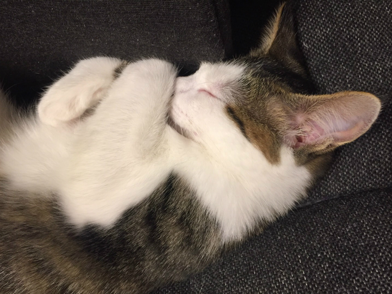 何かを抱きしめるようにして眠るキジトラ白の猫ういちゃん