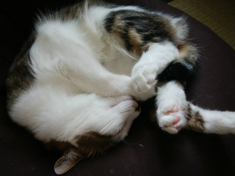 丸まって眠るキジトラ白の猫ういちゃん