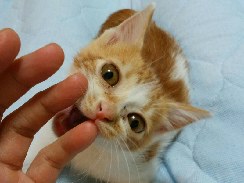手を咬む茶トラ白の猫・ムギ