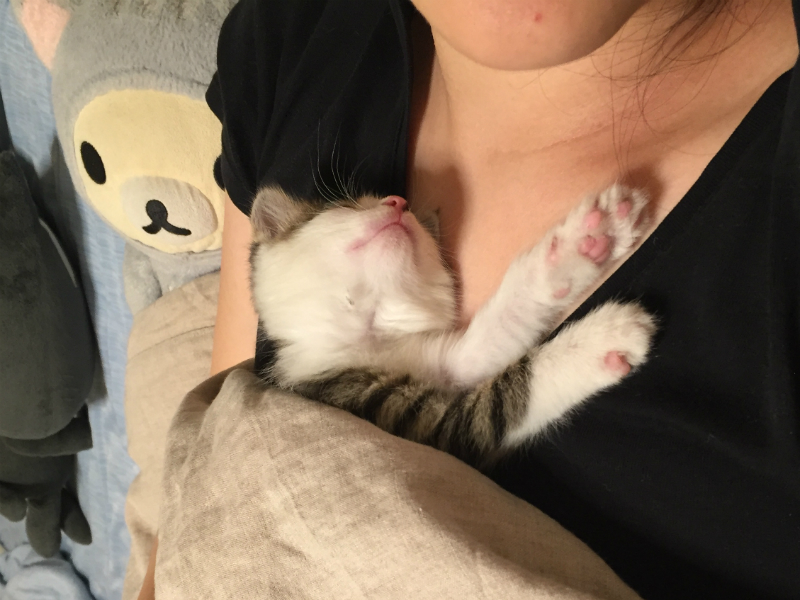 胸元で眠るキジトラ白の子猫ういちゃん