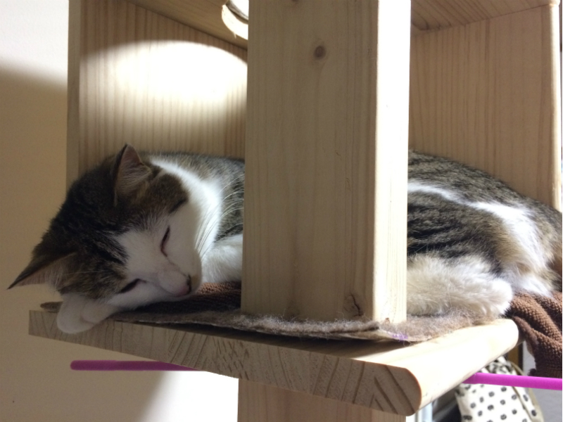 キャットタワーで眠るキジトラ白の猫