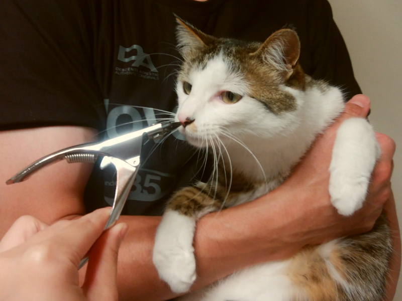 廣田工具製作所のギロチン爪切りのにおいをかぐキジトラ白の猫