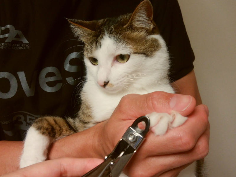 大人しく爪切りをさせてくれる、キジトラ白の猫