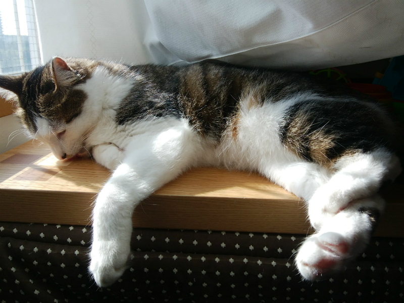 リラックスして日向ぼっこをしているキジトラ白の猫