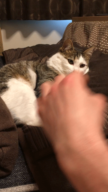 手にキスするキジトラ白の猫
