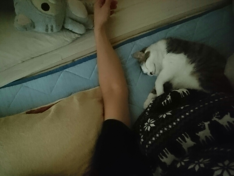 添い寝するキジトラ白の猫・ういちゃん