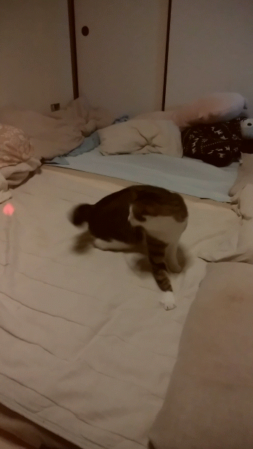 猫のおもちゃのLEDライトで遊ぶキジトラ白の猫