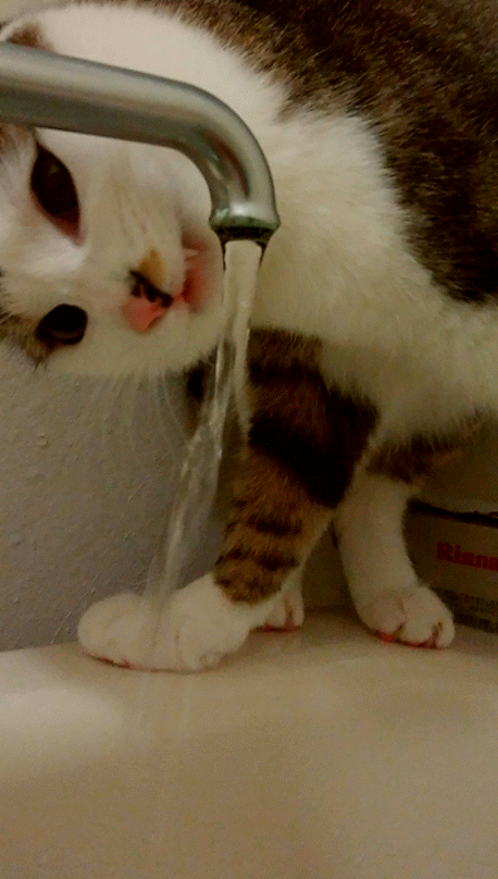蛇口から水を飲むキジトラ白の猫