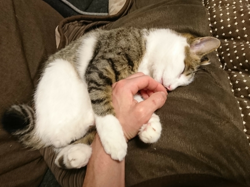 手を抱っこして甘えるキジトラ白の猫