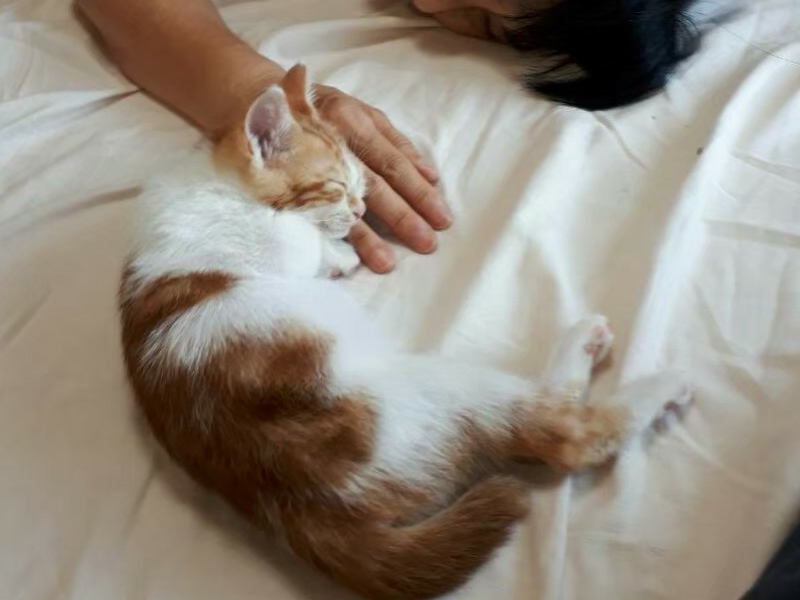 添い寝する茶トラ白の猫