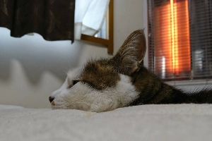 ストーブで暖まるキジトラ白の猫