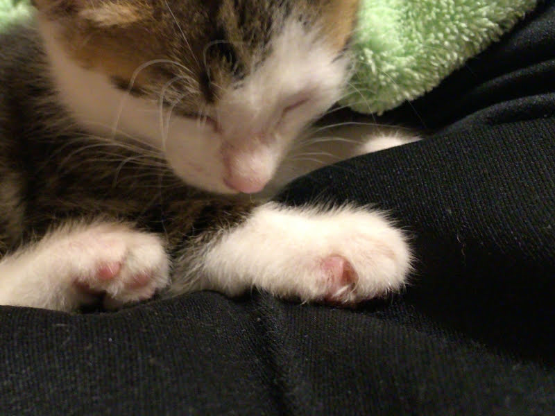 指先が白癬菌によりハゲたキジトラ白の猫・ういちゃん