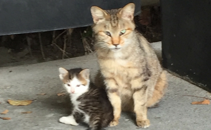 キジトラ白の野良の子猫ういちゃんとお母さん
